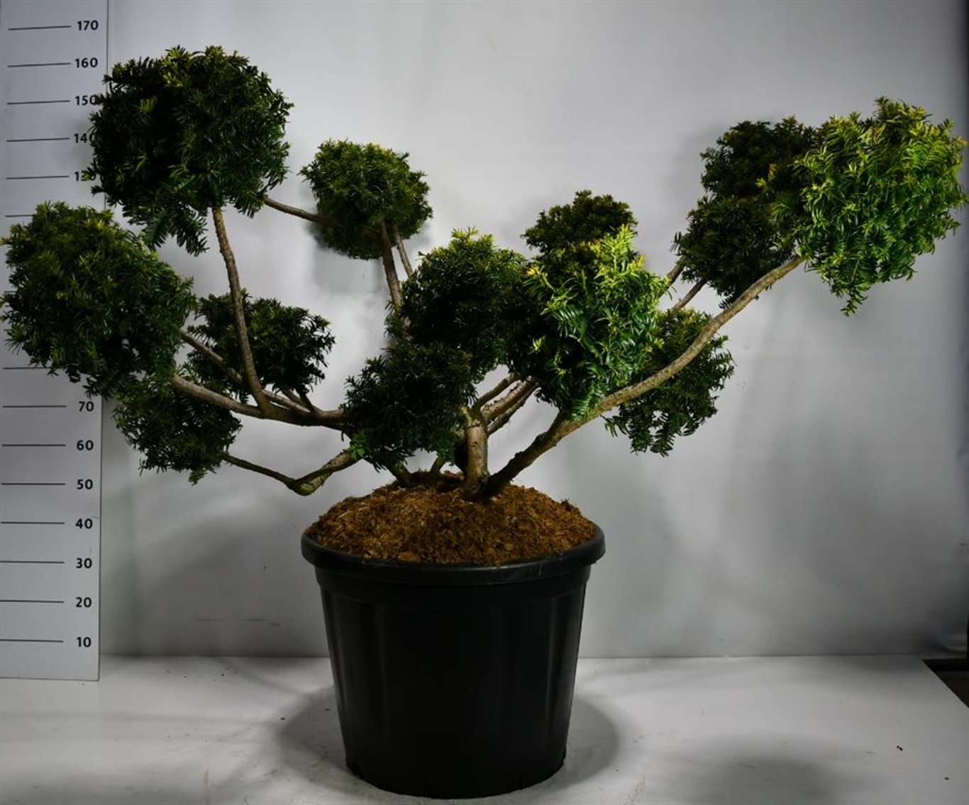 Idegran – Taxus baccata 'Summergold' - C110 125-150 cm. Multiplateau extra